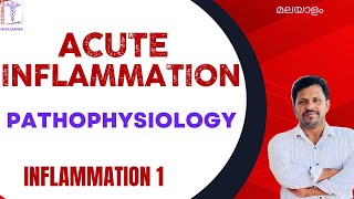 Inflammation Malayalam Acute Inflammatory Response Pathophysiology Malayalam Events of Inflammation [upl. by Mailliw]