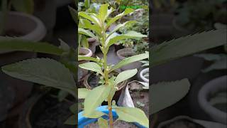 Growing Unexpectedly varieties of balsam gardeningviralshorts youtubeshorts [upl. by Oigroeg929]