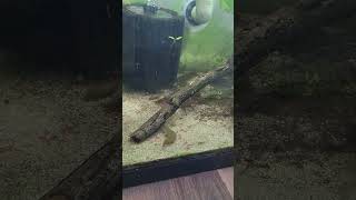 Feeding bloodworms aquarium fishtank fish freshwateraquarium fishkeeping aquascape eel [upl. by Rusticus]