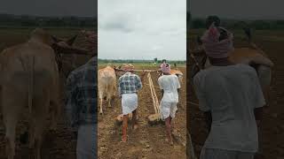 farmer videos farming anveshana anveshanam trendingshorts agriculture [upl. by Anyzratak582]