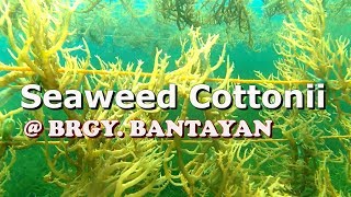 SEAWEEDS BRGY BANTAYAN [upl. by Carol]