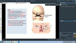 Embryology of Pharyngeal arches and Face Part 2  Dr Ahmed Farid [upl. by Licec907]