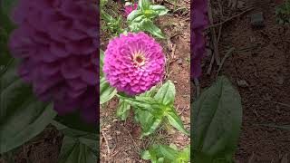 Beautiful Zinnia Flower oklahomagardening flowers organicgardening pollinatorgarden [upl. by Eylrac522]