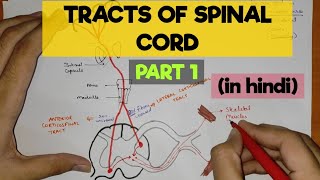 Tracts of Spinal Cord  1  Pyramidal Tracts [upl. by Annaed]