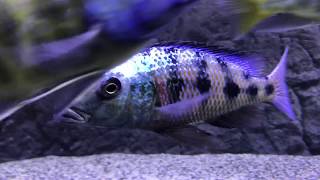 Fossorochromis Rostratus after water change [upl. by Zumstein385]