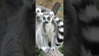 Fun Monkey FactSifaka Lemur Running Sideways shorts monkey [upl. by Niatirb523]