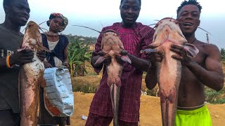 Big Catfish In A Big Pond  Giant Catfish At Mr Patrick Fish Pond  Catfish Farming In Nigeria [upl. by Anilok]