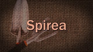 Spirea – Family Plot [upl. by Akierdna]