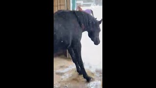 Snow way hes leaving that stable 🐴😅 afv horses funnyvideos shorts [upl. by Aztiram]