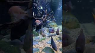 A MASSIVE 600 GALLON CENTRAL AMERICAN CICHLID TANK [upl. by Isidoro]