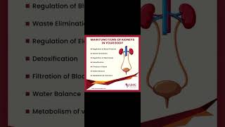 Anatomy of kidney and function [upl. by Notgnilra]