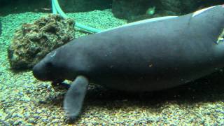 Manatee Tank Cleaning  Cincinnati Zoo [upl. by Rodrick]