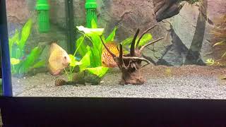 discus aquarium juwel rio 350 [upl. by Norramic]