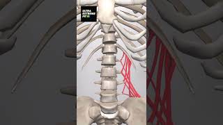 Quadratus Lumborum anatomy ultraextremefit ql lowerbackpain backpain [upl. by Panchito799]