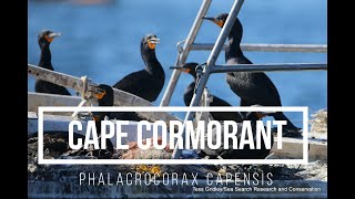 Cape Cormorant Phalacrocorax capensis  Sea Search Sound Library [upl. by Myrwyn]