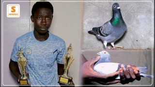 Pigeons voyageurs  A la découverte du champion de colombophilie Abdou Karim Thiam Senego Tv [upl. by Ominorej]