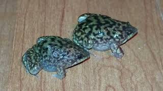 Shovel Nosed Frog  Hemisus marmoratus [upl. by Scottie408]