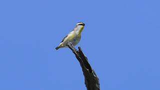 Striated Pardalote calling [upl. by Dlorad]