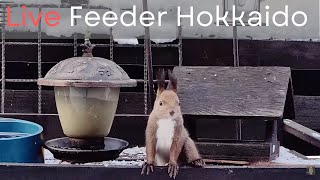 北海道の野鳥ライブカメラBird Feeder webcam in Hokkaido Japan [upl. by Karlotte]