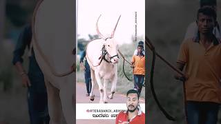 Big bull run bullock jodi oxrace video shorts youtubeshorts cow [upl. by Haisoj]