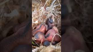 Tailorbird Nestlings Stitching a New Life Together viralshorts trendingshorts [upl. by Ahsikram]