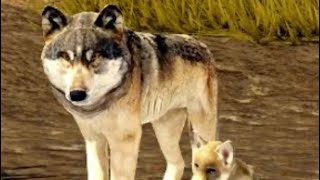 How to lead a wolf RP Yellowstone Unleashed Roblox pt2 [upl. by Annawal]