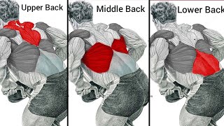 Top 6 Exercises Upper Middle amp Lower Back Workout at Gym for Big Wide Back [upl. by Netty]