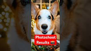 How I Got These Perfect CORGI Shots 2 📸 [upl. by Barling299]