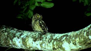 Peruvian ScreechOwl  Lechuza Peruana Megascops roboratus en quebrada Frejolillo Piura  Peru [upl. by Goldy133]