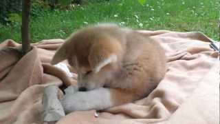 Ayu  Akita Inu 10 weeks enjoying her surprise package [upl. by Selie]