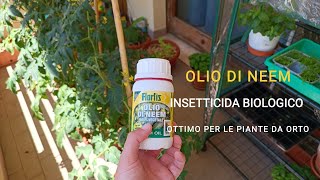 Trattamento con OLIO di NEEM per le PIANTE da ORTO Insetticida BIOLOGICO [upl. by Weslee]