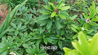 瑞香冬季不开花？第一步做好，其他都是“水到渠成”，轻松爆盆 [upl. by Haeel]