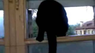 Cat gets caught barking by a human and resumes meowing [upl. by Beaudoin]