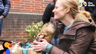 Dog Reunited With Foster Mom For The First Time Since Her Adoption  The Dodo Reunited [upl. by Ut]