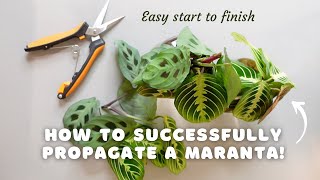 How to successfully propagate a maranta and make your pot MORE FULL  EASY start to finish [upl. by Esoryram]