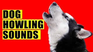 Dog Howling Sounds to Make your Dog Howl Guaranteed Dogs Howl Sound Effects Loud Howling Howls [upl. by Tabina182]