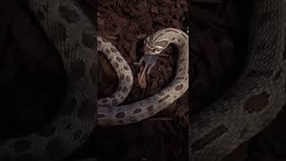 feeding hognose snake [upl. by Sims29]