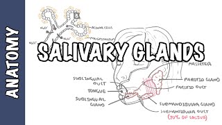 Salivary glands  Anatomy and Physiology [upl. by Adnahc485]