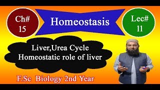 Biology Ch15Lecture11 Liverhomeostatic role of liver and urea cycle FSc 2nd Year [upl. by Hunsinger]