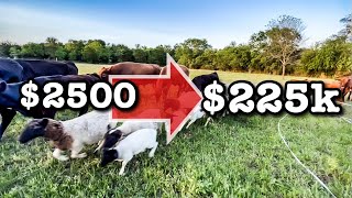 INVESTING 2500 for 225K RETURN  Farm Business Dorper Sheep Farming Cows MICRO RANCHING FOR PROFIT [upl. by Selim141]