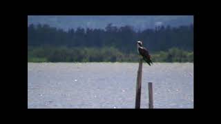 Les oiseaux de létang de Biguglia Balbuzard fluviatile [upl. by Alac]