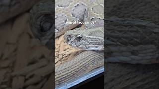 Venomous snakes actually SAVE lives reptiles venomoussnakes lifesaving snakebite pets [upl. by Nazus]