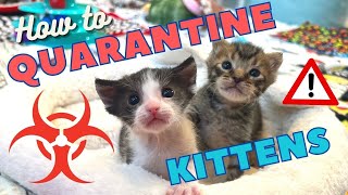 How to Quarantine a Kitten [upl. by Yssirc]