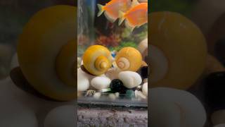 Hamara Apple snail 🐌 mar gaya applesnail aquarium petsvlog mollyfish guppybreeding petsnail [upl. by Jeannette793]