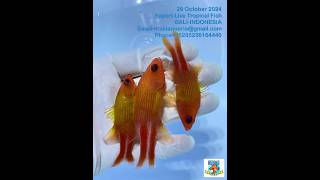 Susumi lineata Live Marine fish ikan hias air laut ikan hias aquarium ikan hias murah [upl. by Dnana186]