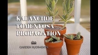 Kalanchoe Tomentosa Propagation [upl. by Waldos]