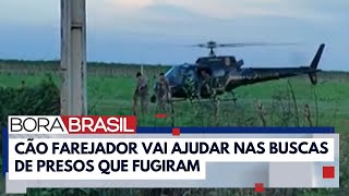 Cão farejador vai ajudar em buscas por fugitivos de Mossoró  Bora BRasil [upl. by Ytisahc]