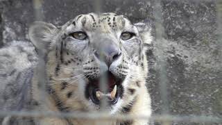 Snow Leopard Roar【Tama Animal Park in TokyoJapan】 [upl. by Sateia263]