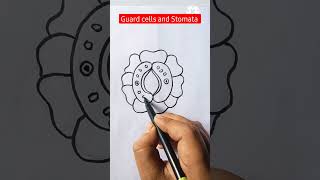 Guard Cell Diagram Easy ✅✅ Labelled shorts youtubeshorts reels viral biology drawing [upl. by Dupre560]