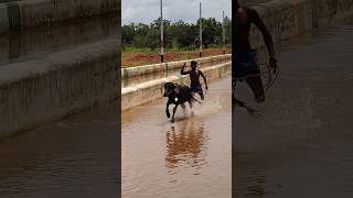 Kambala Start  today kambula race village sports [upl. by Clarance]